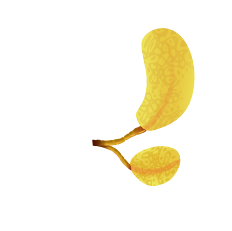 leaf1